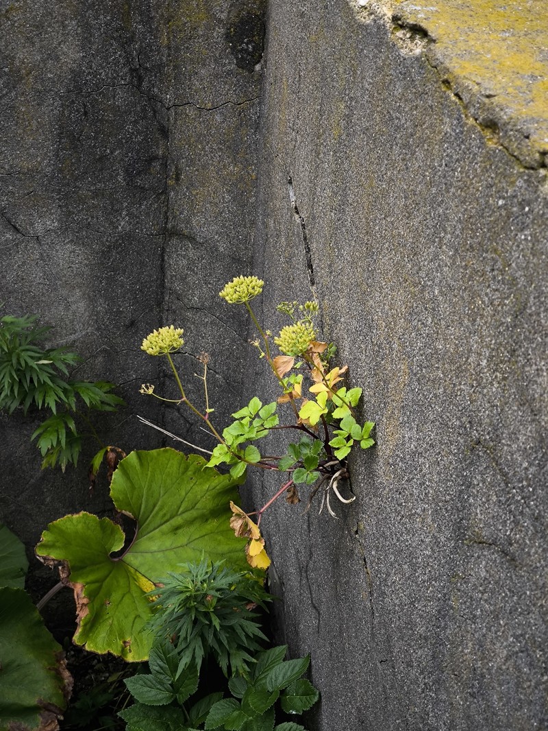 Ligusticum scothicum subsp. hultenii photo 6