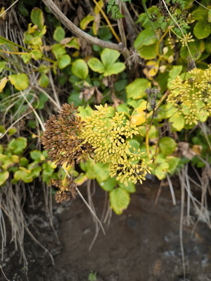 Ligusticum scothicum subsp. hultenii photo 7