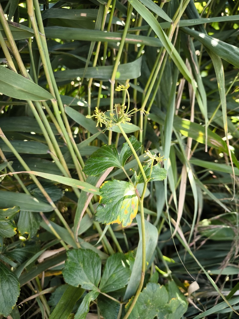 Ligusticum scothicum subsp. hultenii photo 8