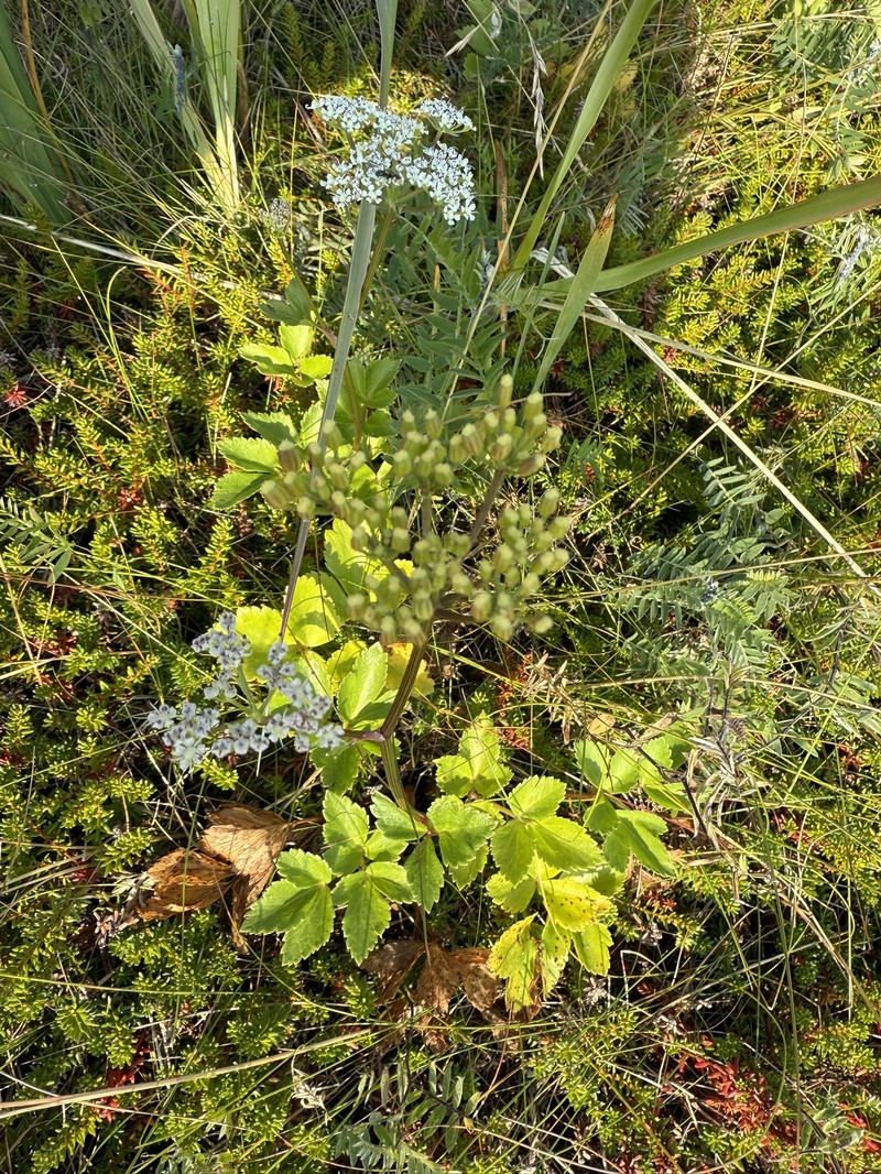 Ligusticum scothicum subsp. scothicum
