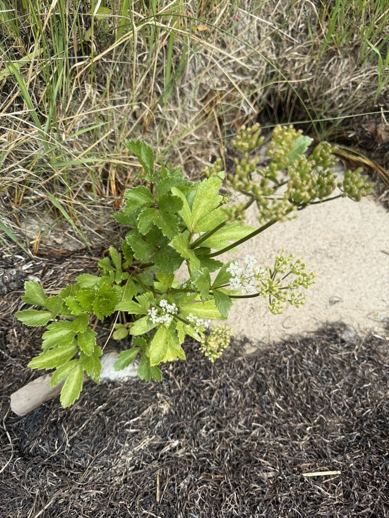 Ligusticum scothicum subsp. scothicum photo 2