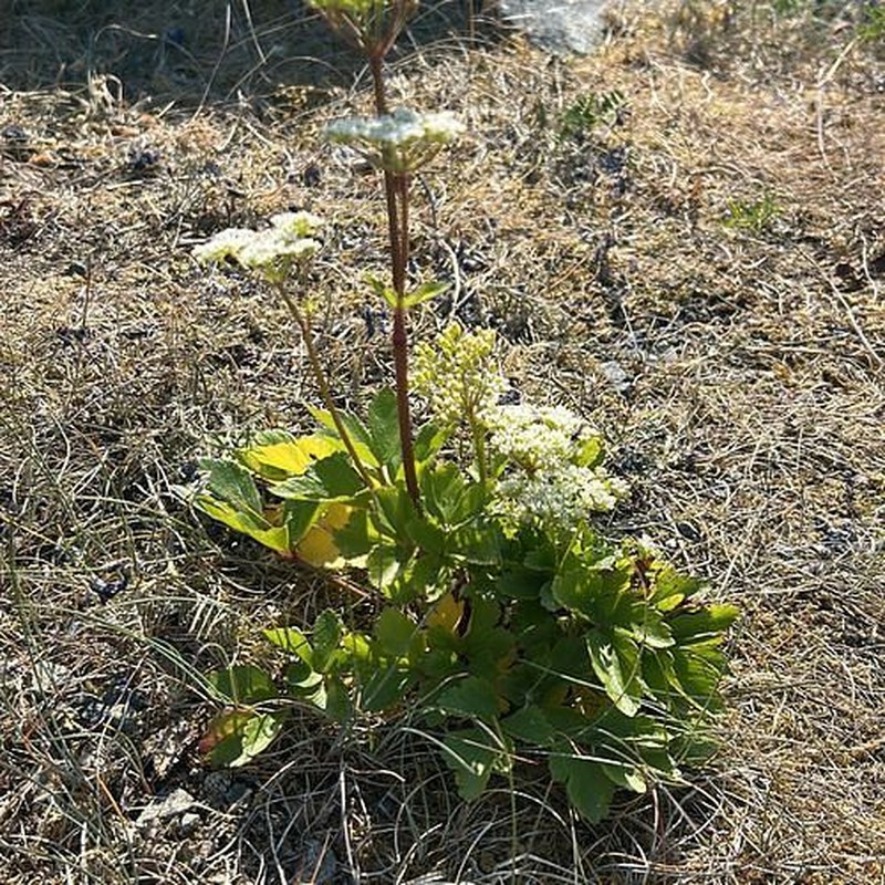 Scottish Licorice-Root
