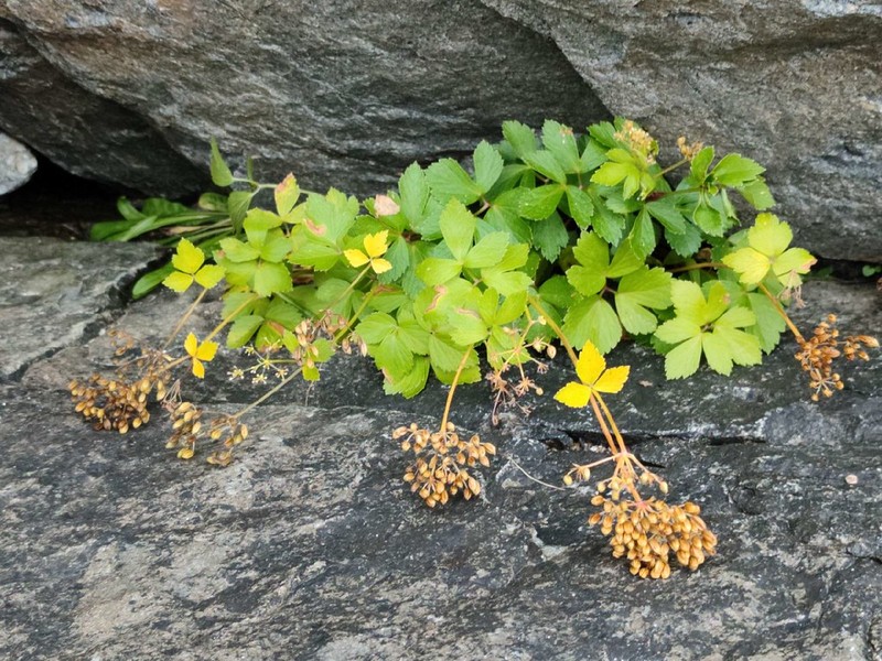 Scottish Licorice-Root photo 2