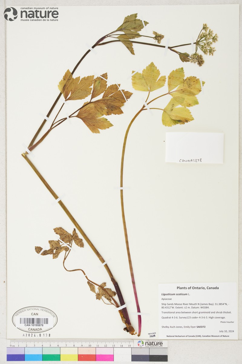 Scottish Licorice-Root photo 3