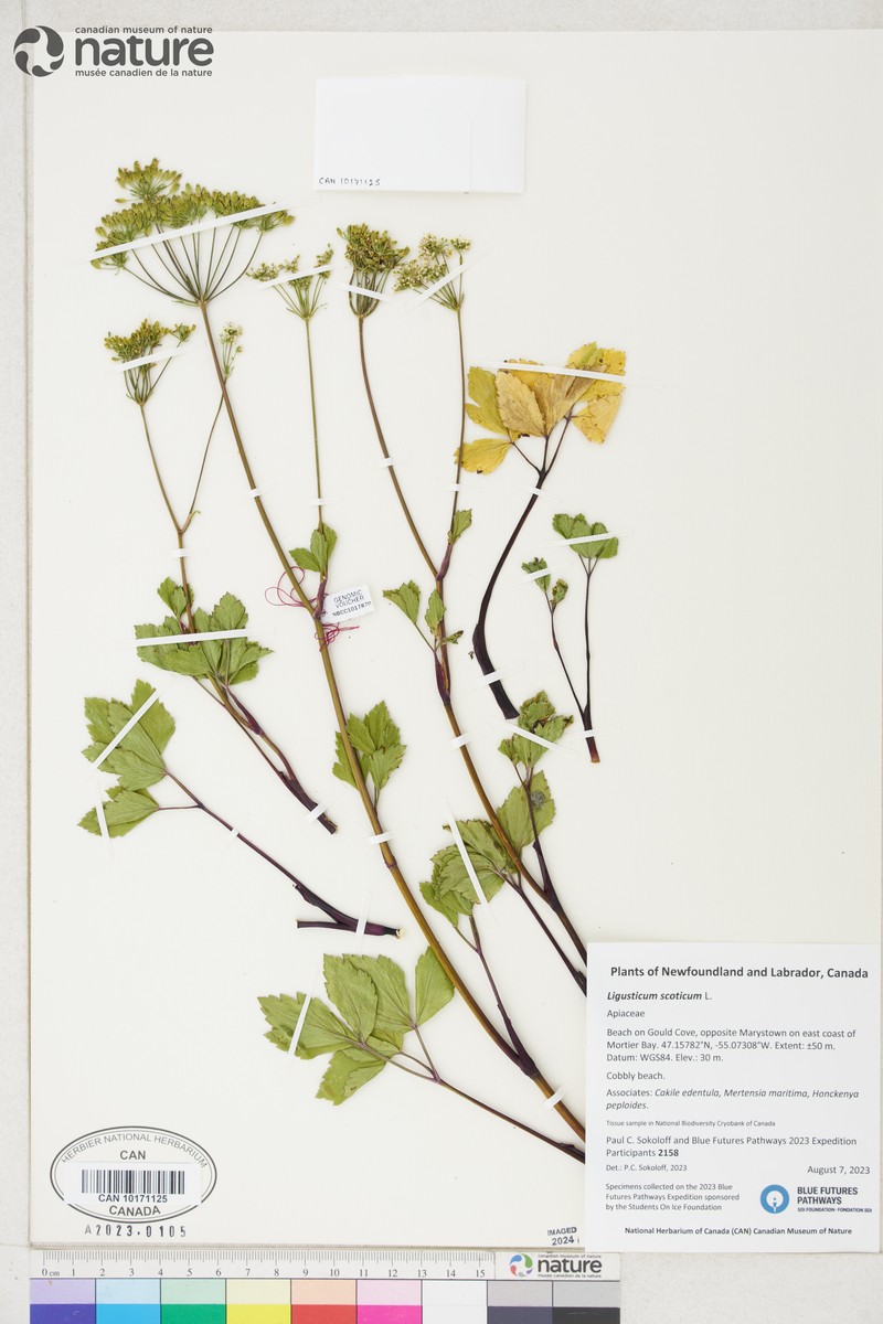 Scottish Licorice-Root photo 4