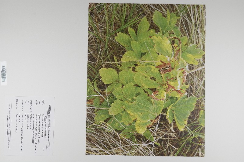 Scottish Licorice-Root photo 5