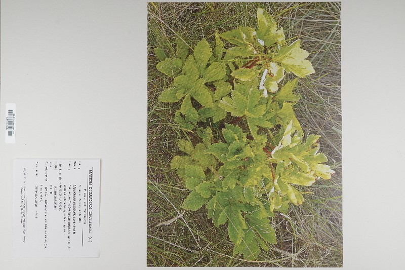 Scottish Licorice-Root photo 6