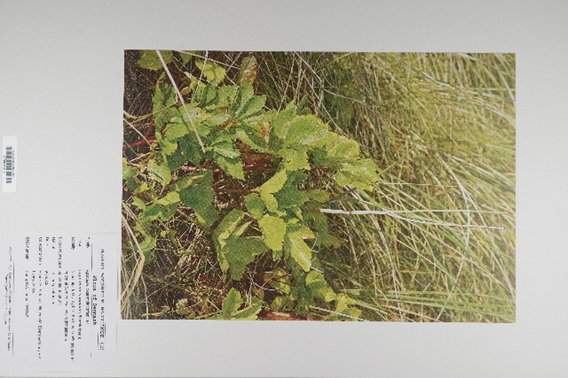 Scottish Licorice-Root photo 7