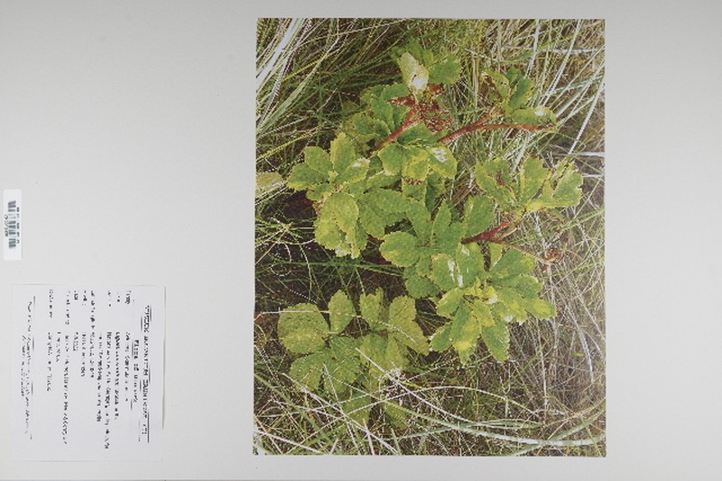 Scottish Licorice-Root photo 8
