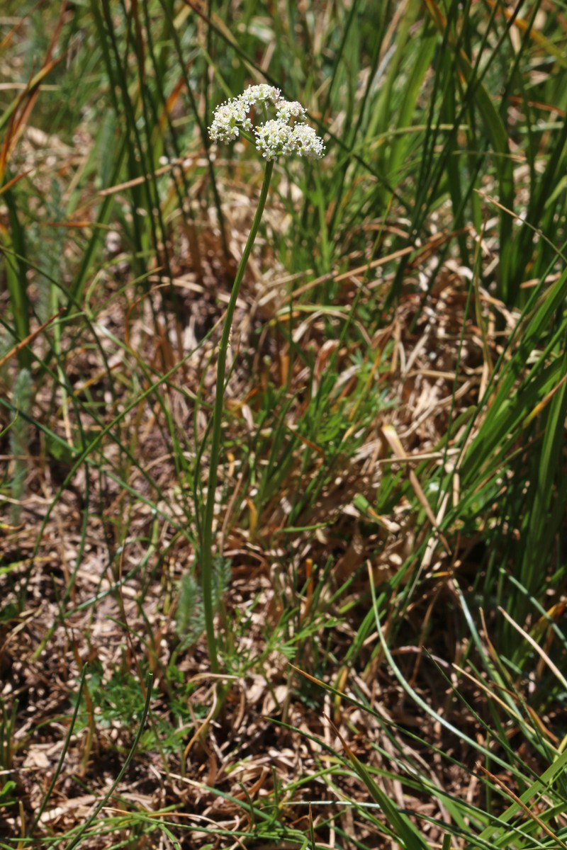 Idaho Licorice-Root photo 2