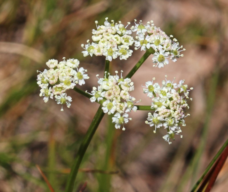 Idaho Licorice-Root photo 3