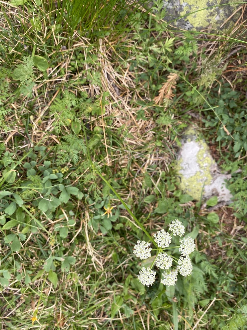 Idaho Licorice-Root photo 6