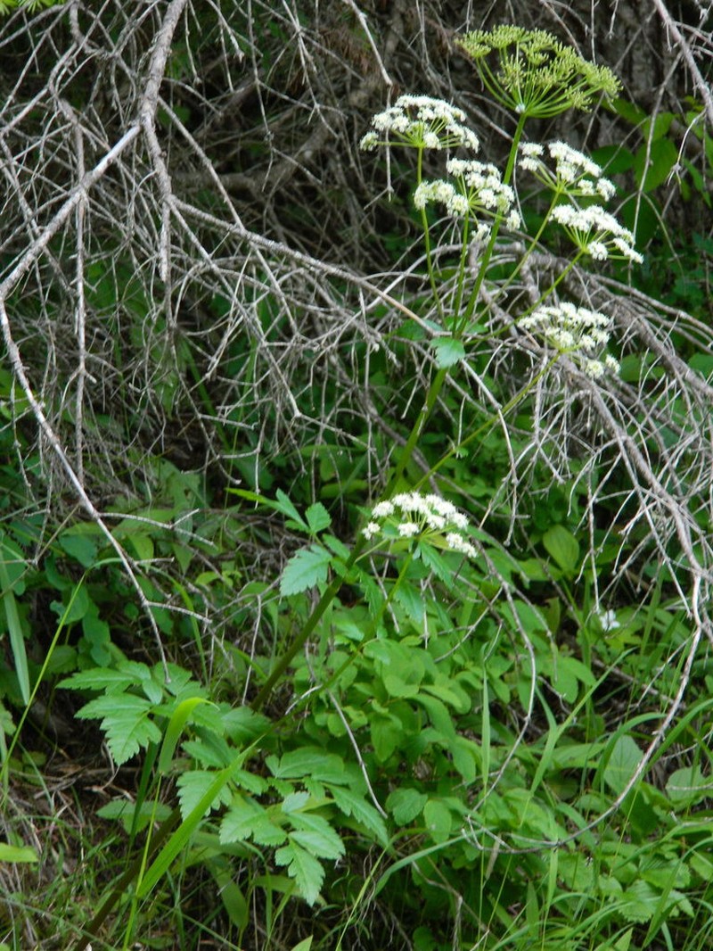 Northern Licorice-Root