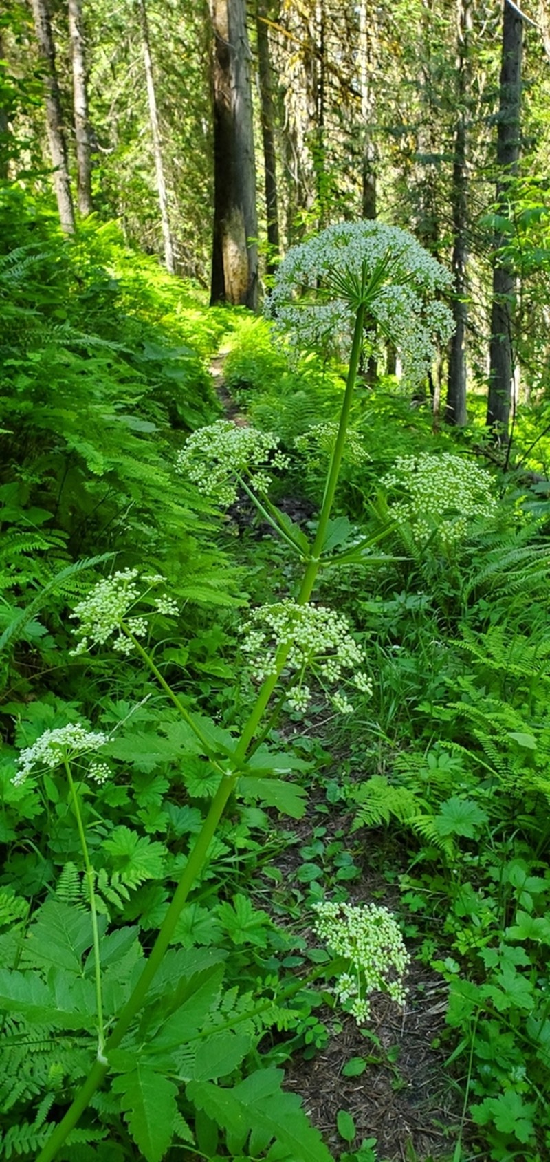 Northern Licorice-Root photo 2