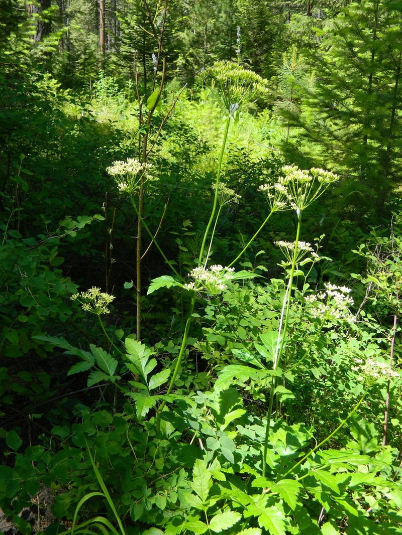 Northern Licorice-Root photo 3