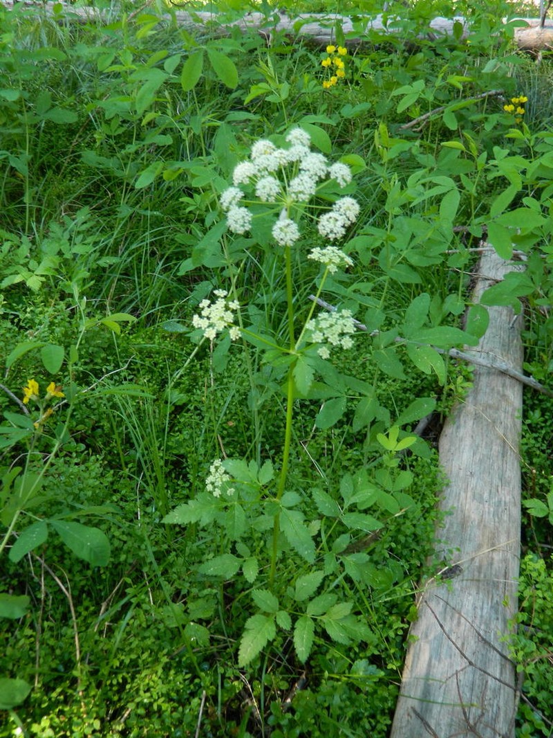 Northern Licorice-Root photo 4