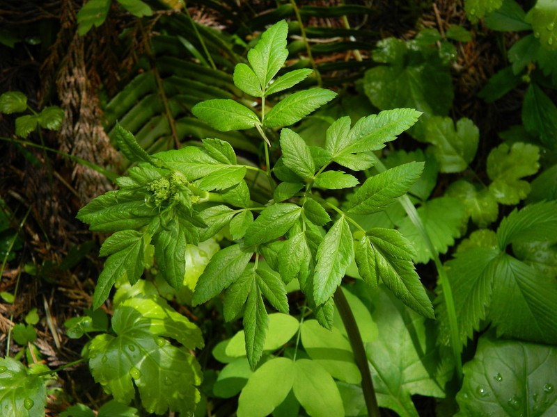 Northern Licorice-Root photo 5