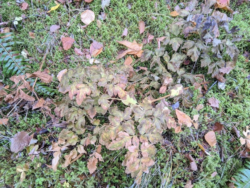 Northern Licorice-Root photo 6