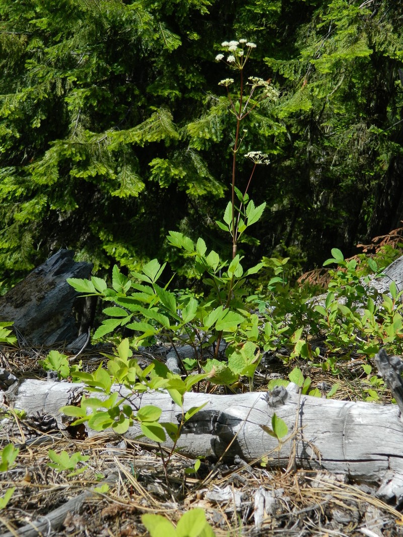 Northern Licorice-Root photo 7