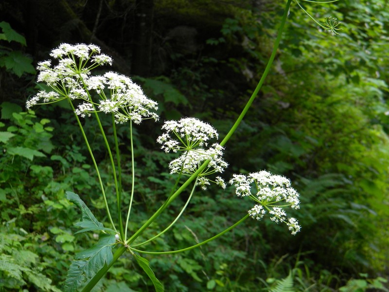 Northern Licorice-Root photo 8