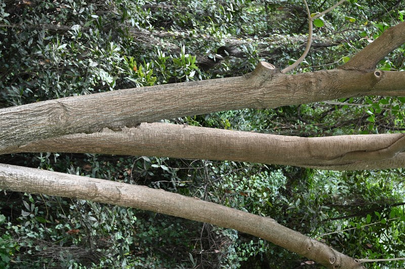 Japanese Privet photo 2