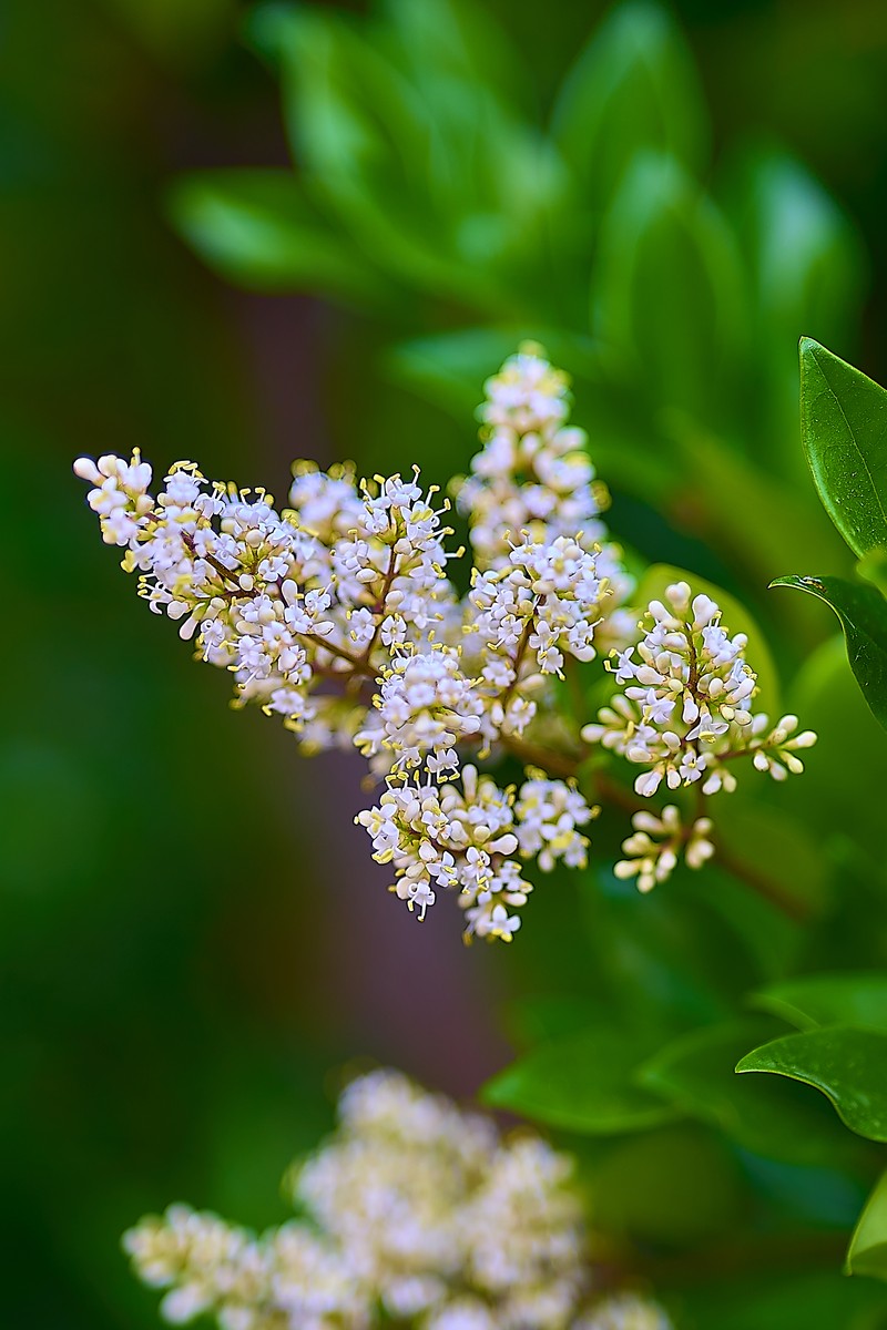 Japanese Privet photo 3