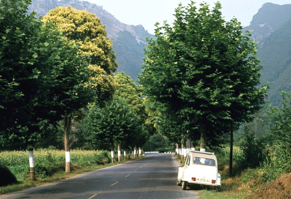 Japanese Privet photo 4