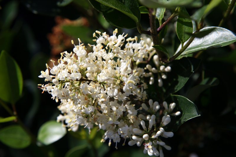 Japanese Privet photo 5