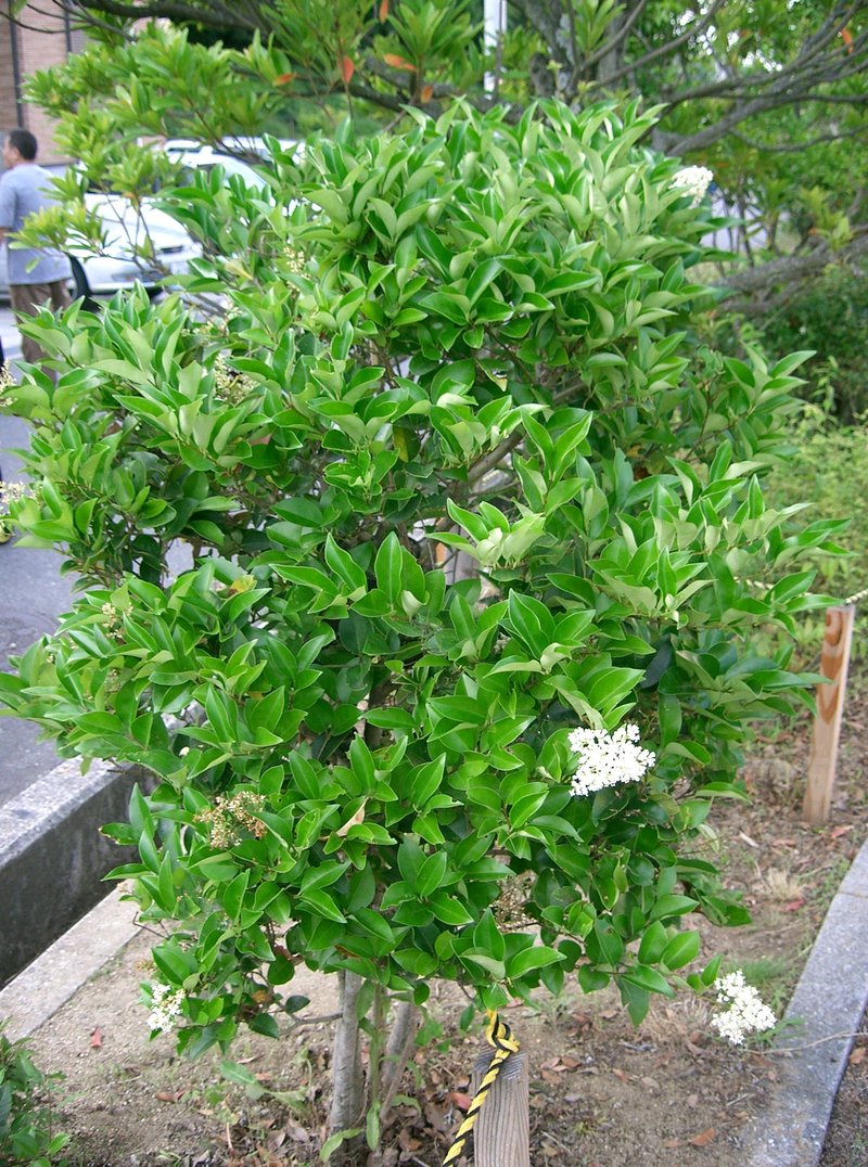 Japanese Privet photo 6