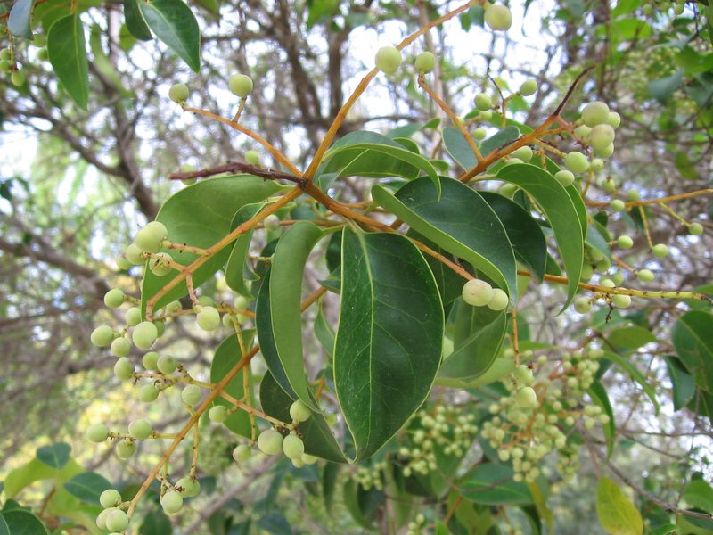 Japanese Privet photo 7