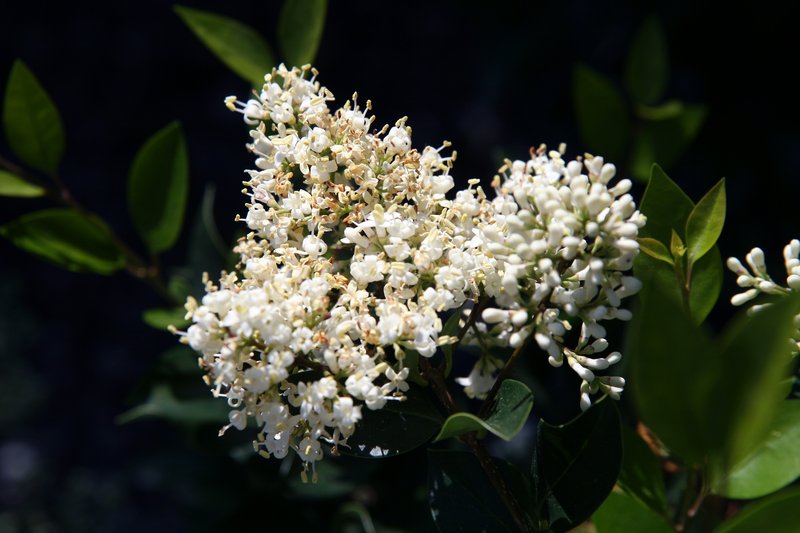 Japanese Privet photo 8