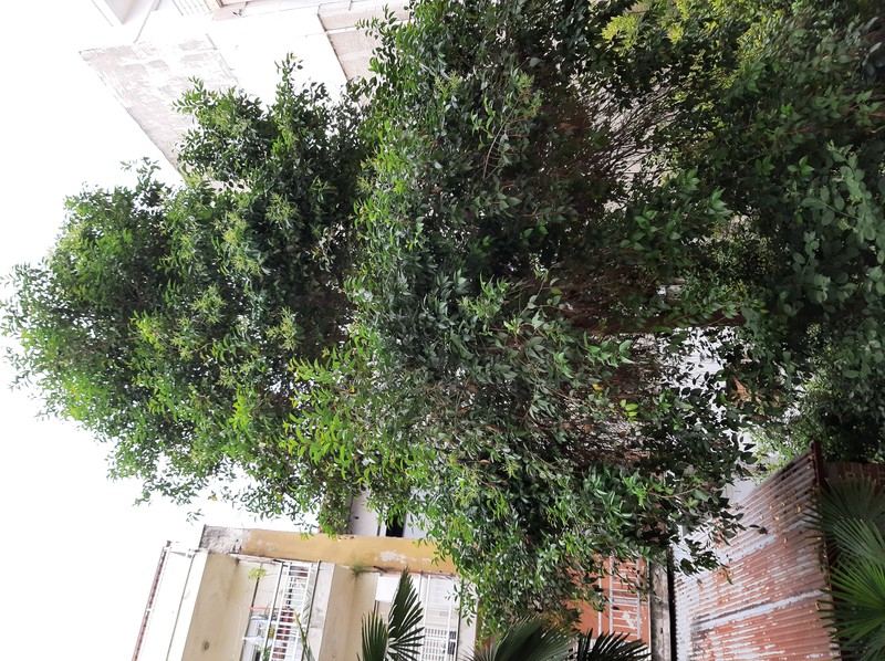 Glossy Privet photo 2