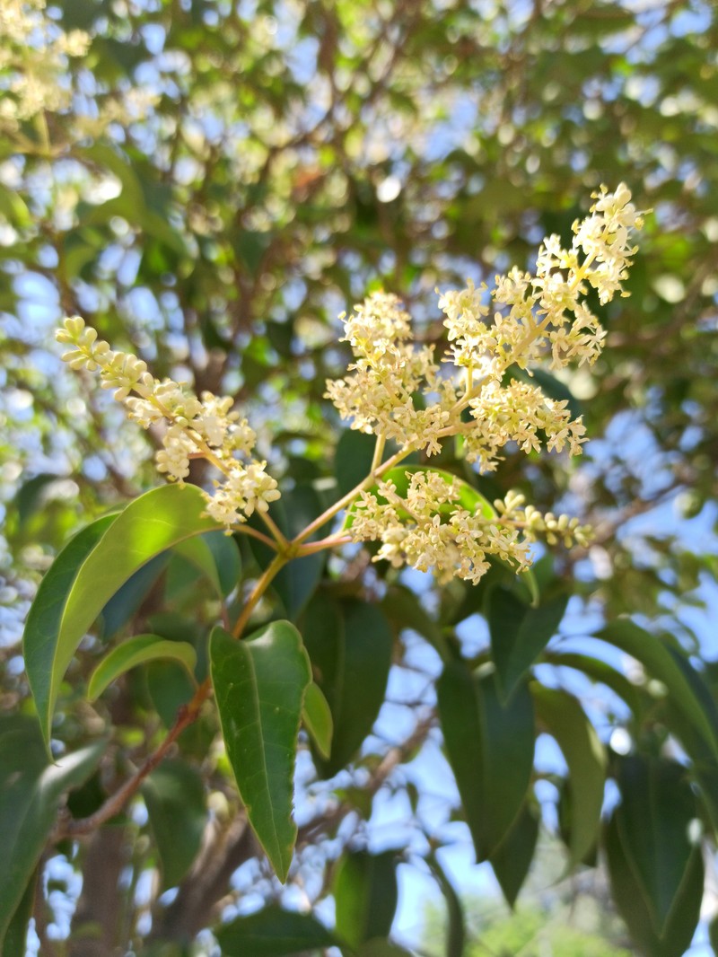 Glossy Privet photo 3