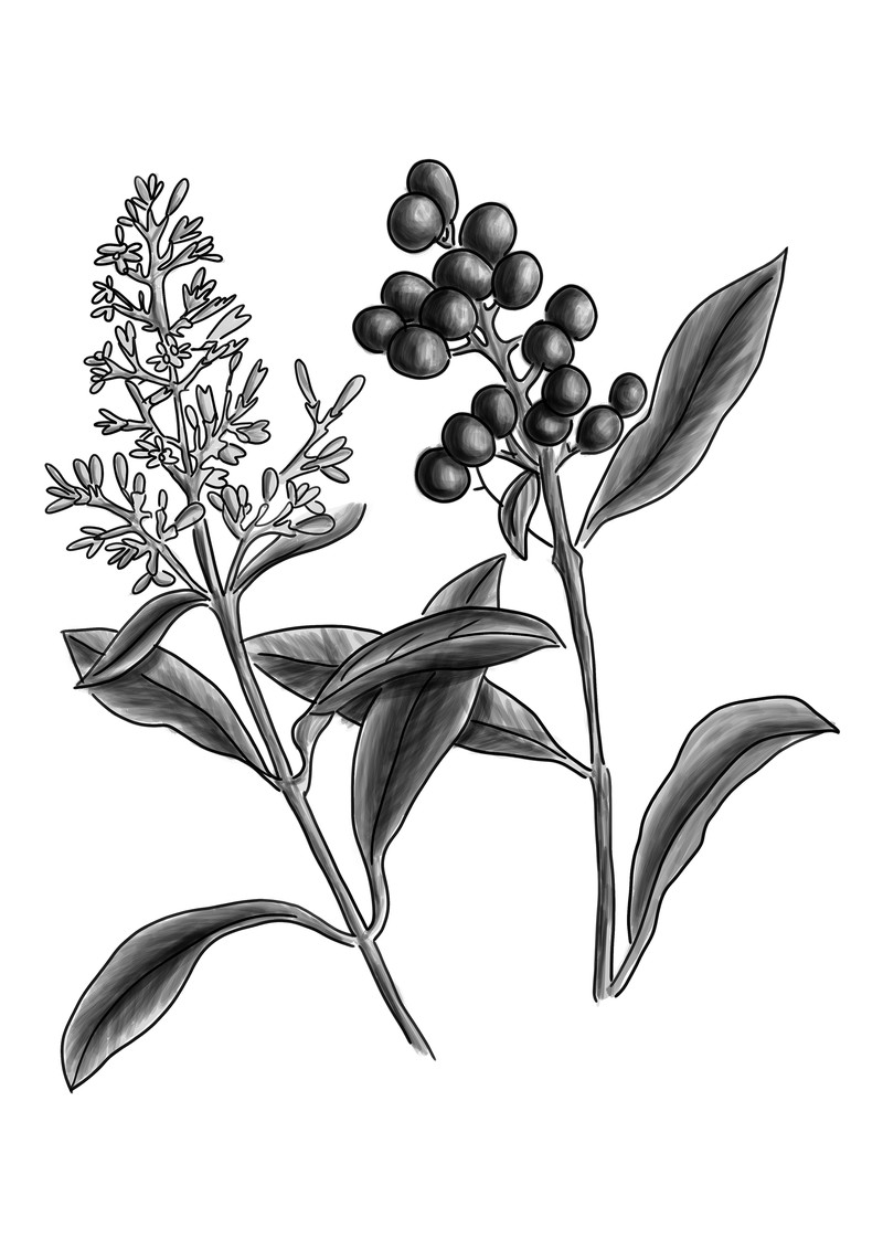 Glossy Privet photo 4