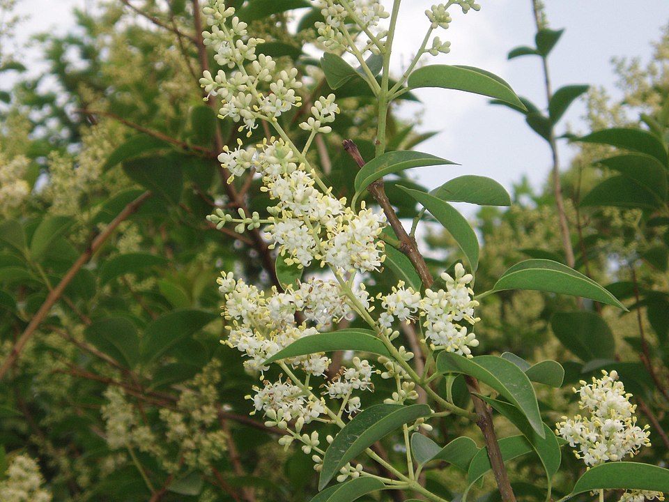 Glossy Privet photo 5