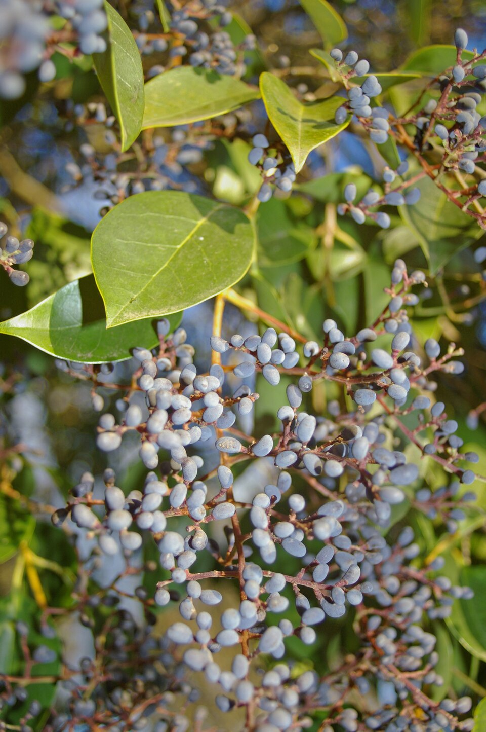 Glossy Privet photo 6