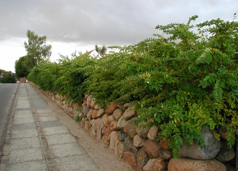 Border Privet photo 5