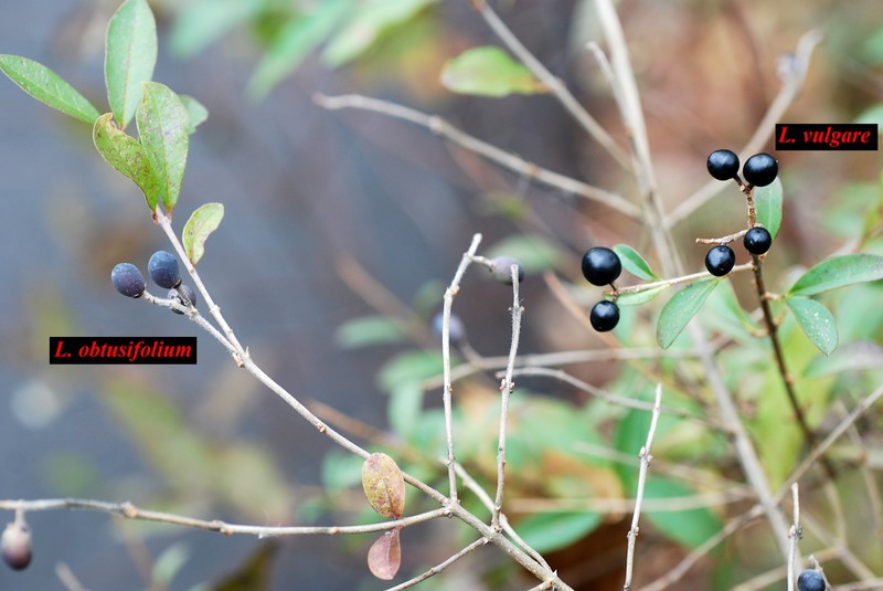 Border Privet photo 6