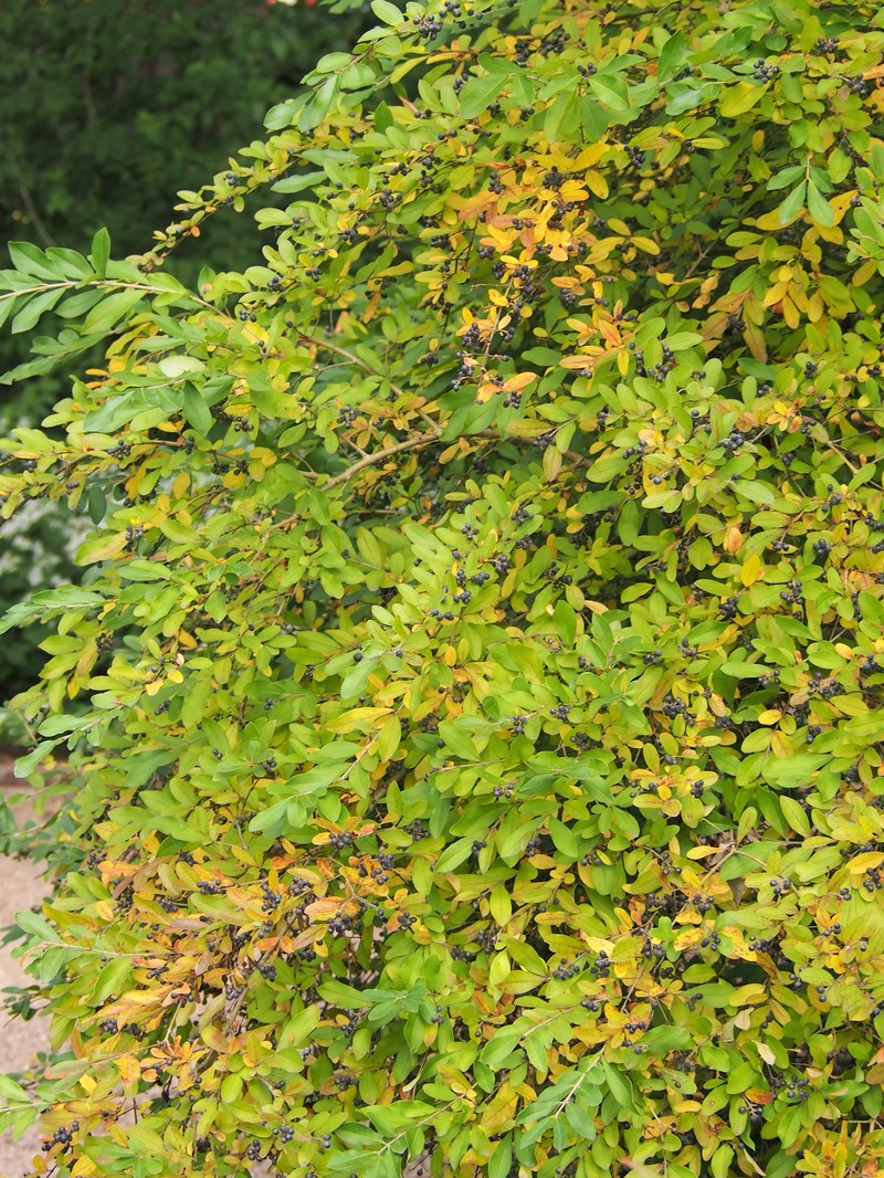 Border Privet photo 2