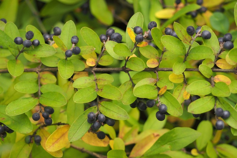 Border Privet photo 3