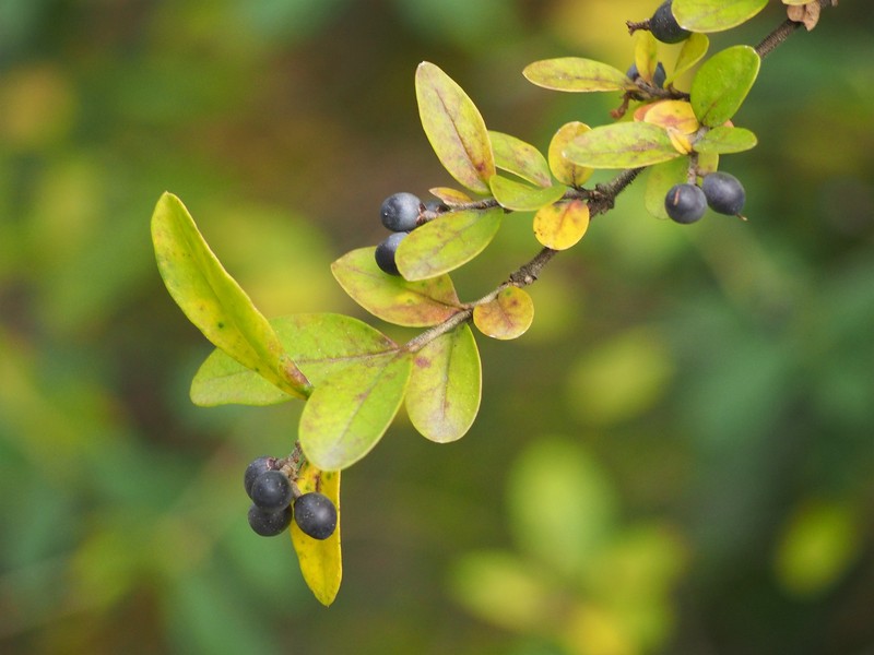 Border Privet photo 4