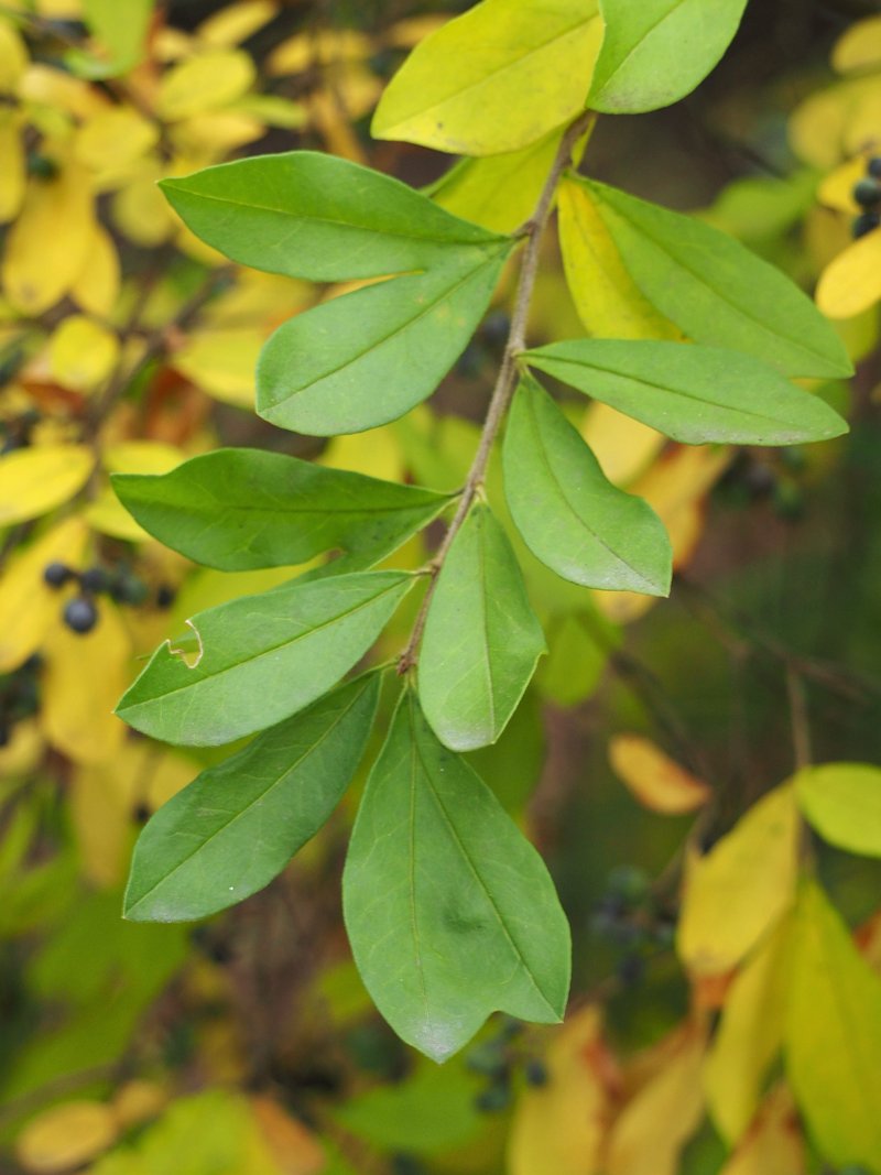 Border Privet photo 7