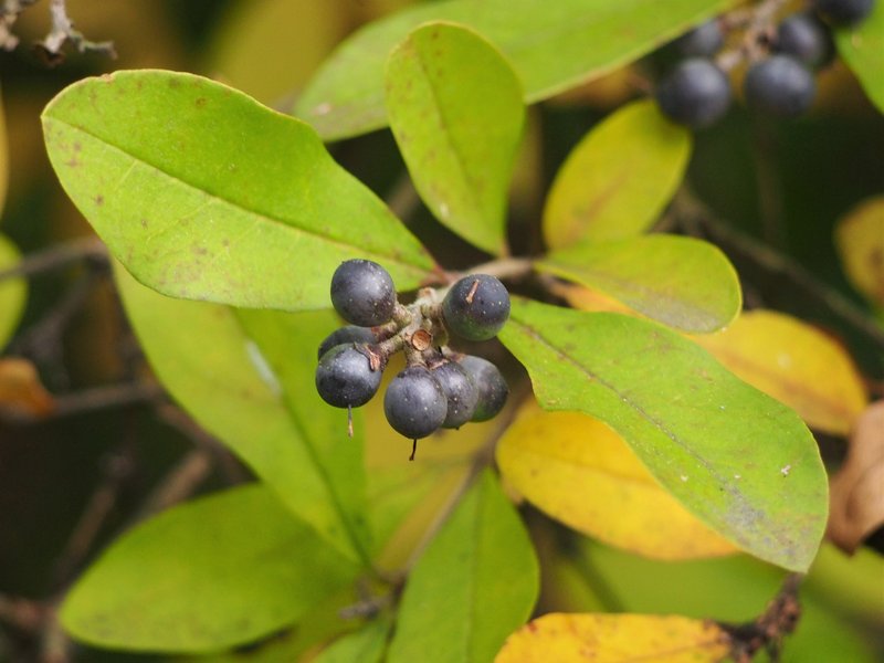 Border Privet photo 8