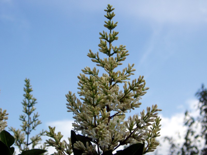 California Privet photo 4