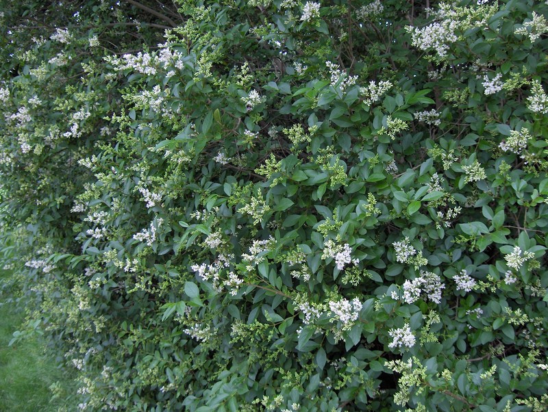 California Privet photo 5