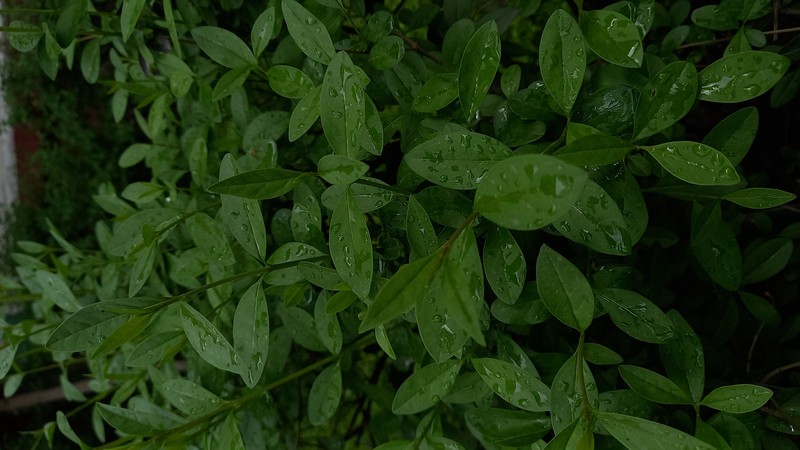 California Privet photo 2