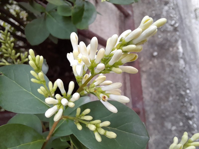 California Privet photo 3