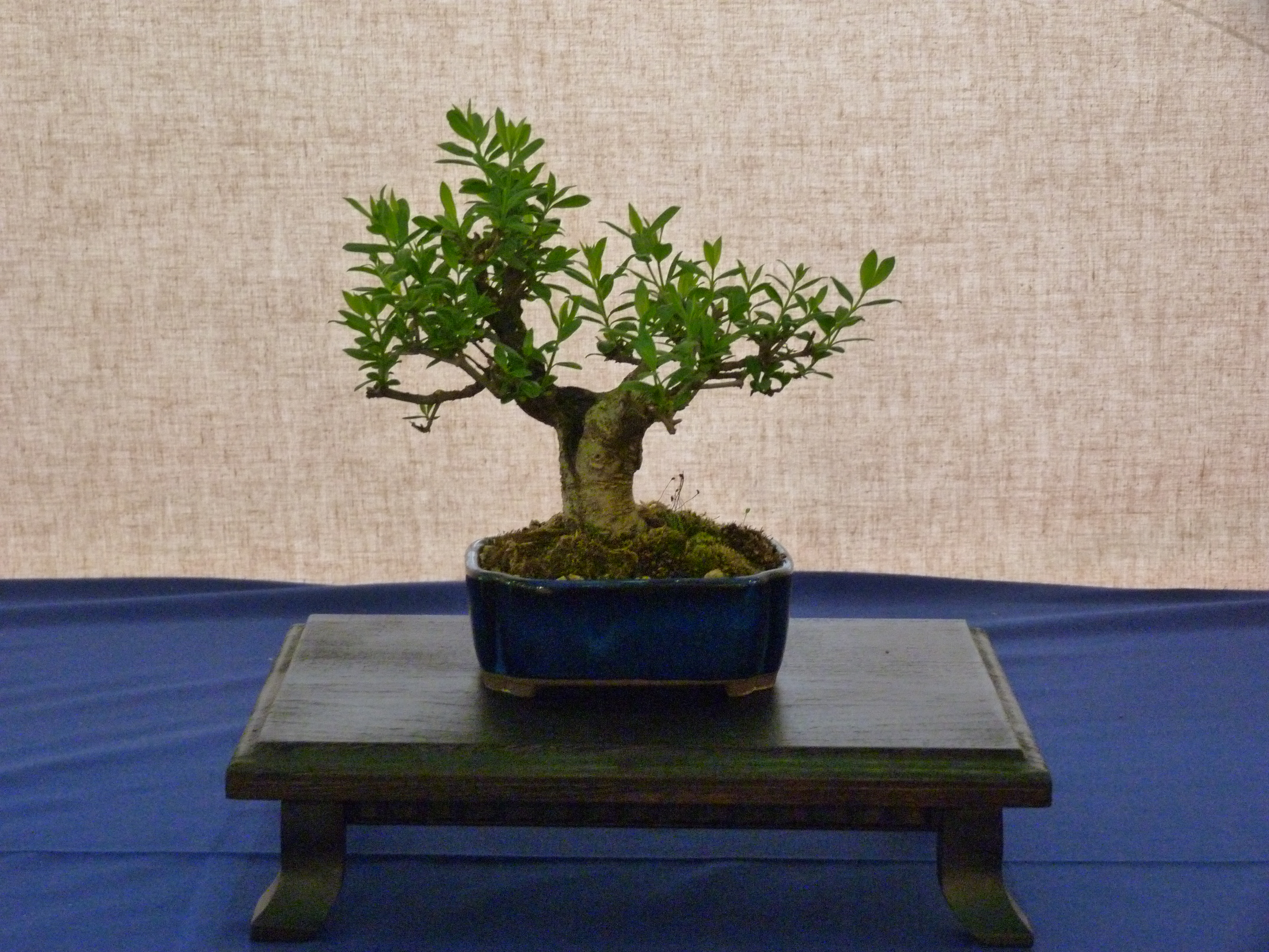 California Privet photo 6