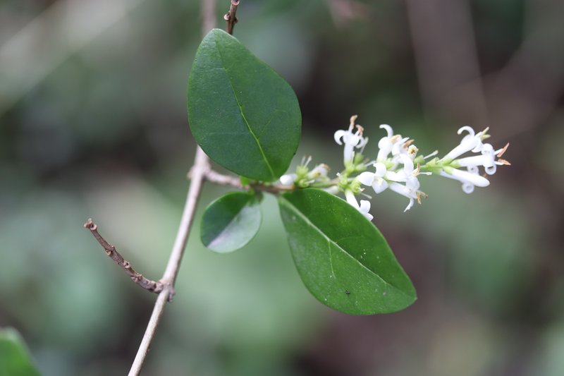 California Privet photo 7