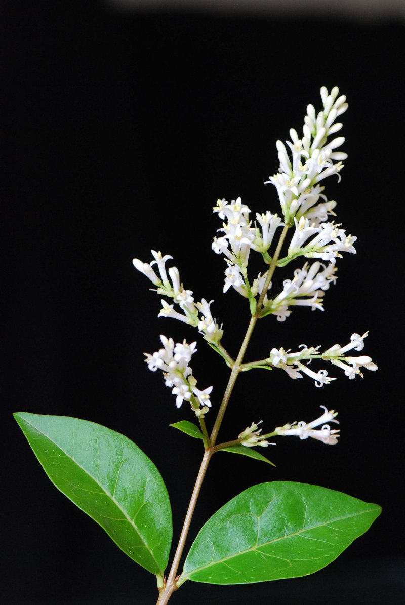 California Privet photo 8